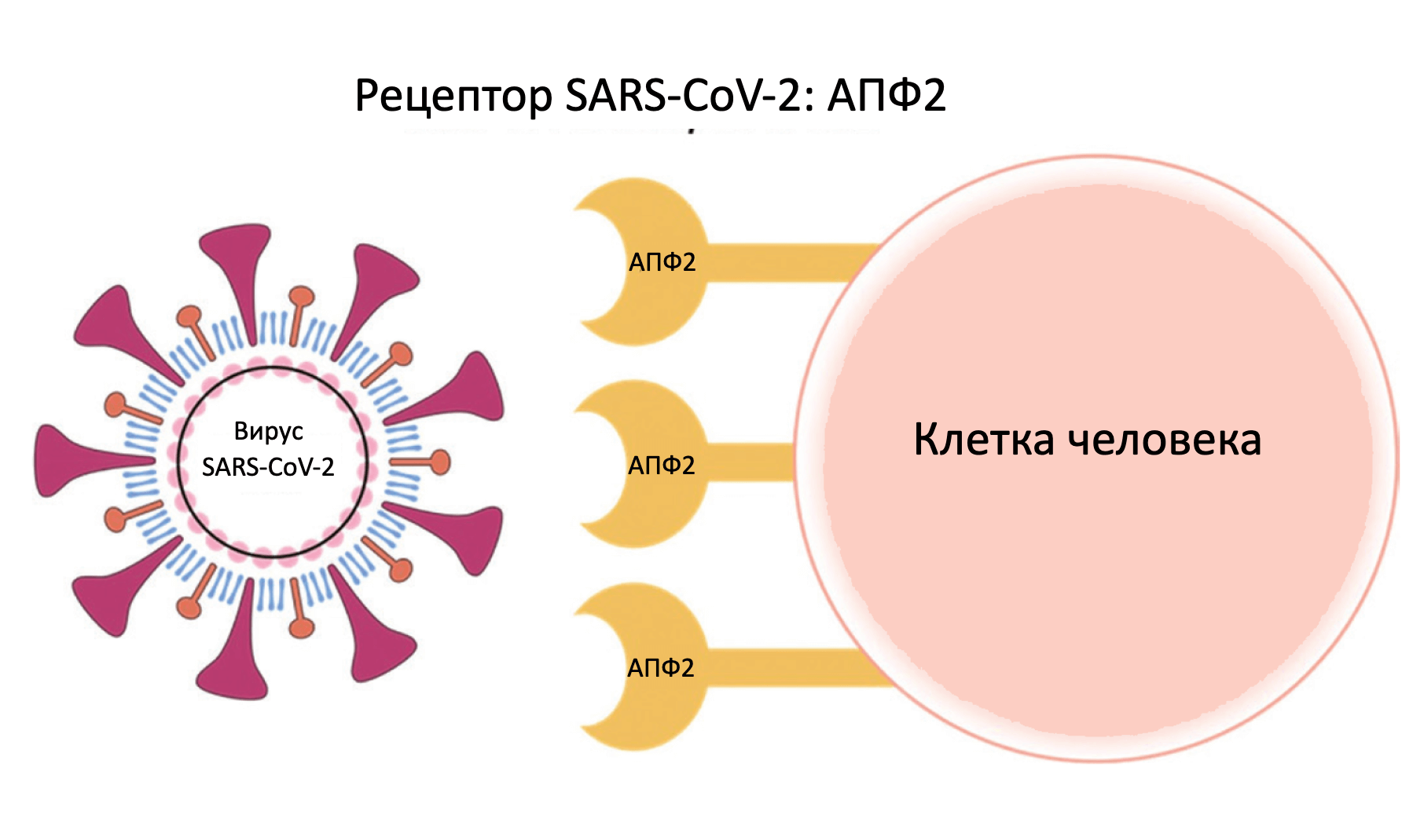 рецепторы SARS-COV-2