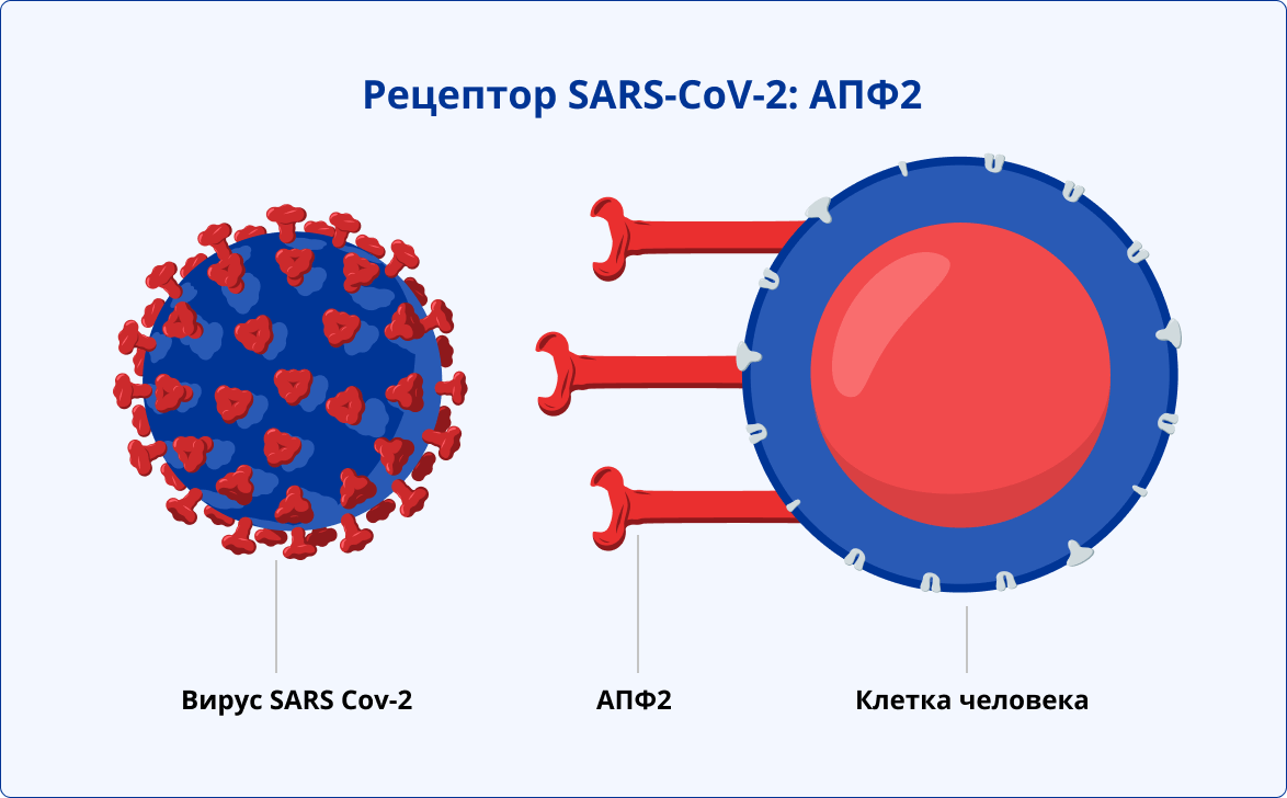 Рецептор SARS-CoV-2: АПФ2